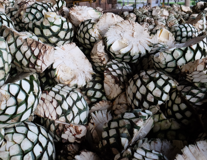 Article Content 24.2: How did Your Family Begin Their Work with Agave - Split Tout Image Article Content 24.2: How did Your Family Begin Their Work with Agave - Split Tout Image
