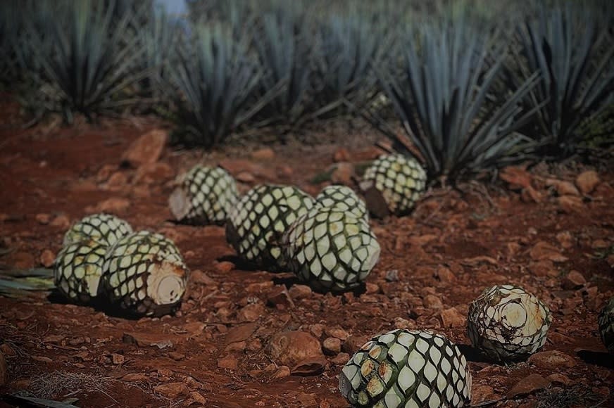 How Did this Transition into Tequila Specifically - Split Tout Image How Did this Transition into Tequila Specifically - Split Tout Image