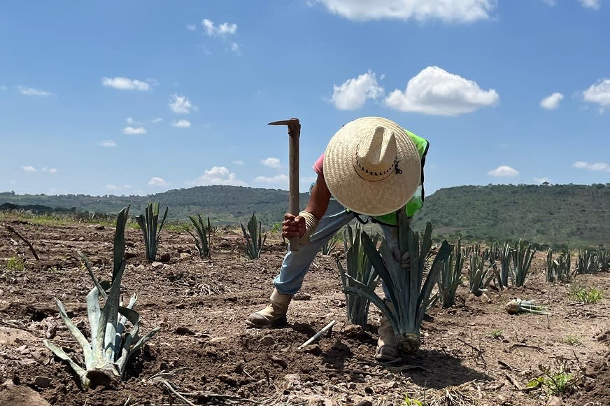 Article Content 108.8: What Makes Your Approach to Cultivating Agave Unique - Split Tout Image