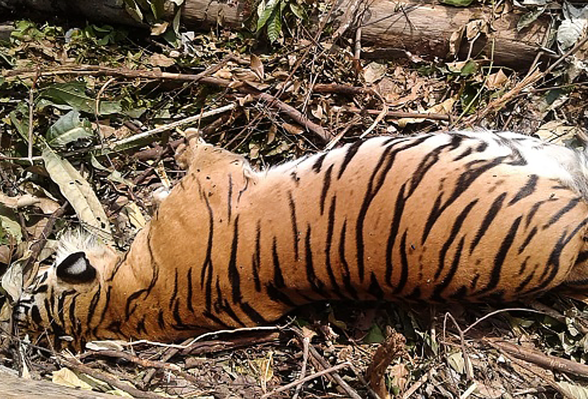 Image of a dead tiger - diamond mining results in habitat loss and wildlife impacts