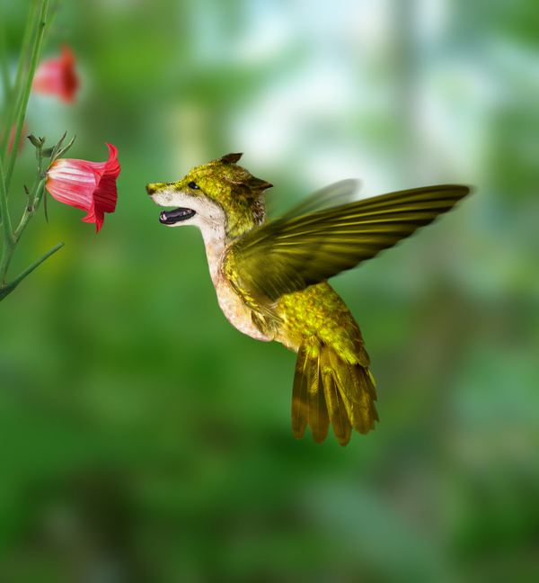 Design titled Hummingbird x Wolf