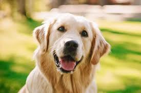perro1