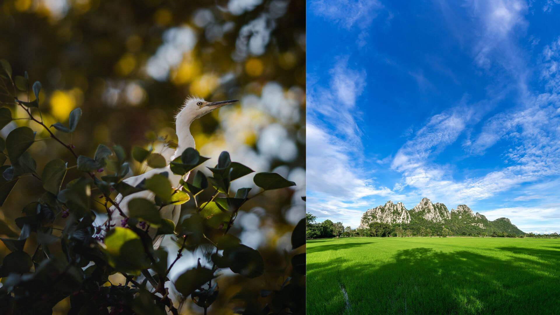 mobile-photography-tips-8