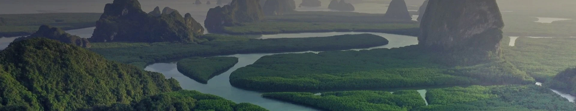Forest of trees with river and mountains