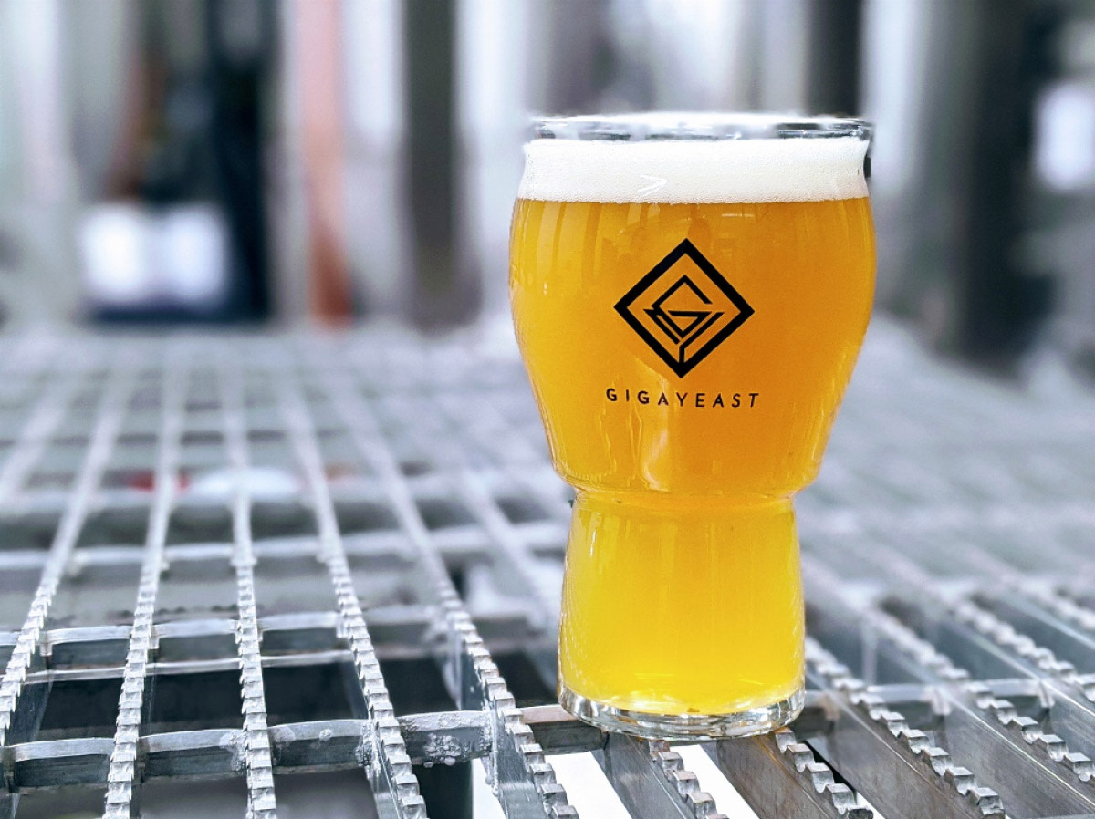 The Giga Guide to Harvesting and RePitching Yeast Craft Beer & Brewing