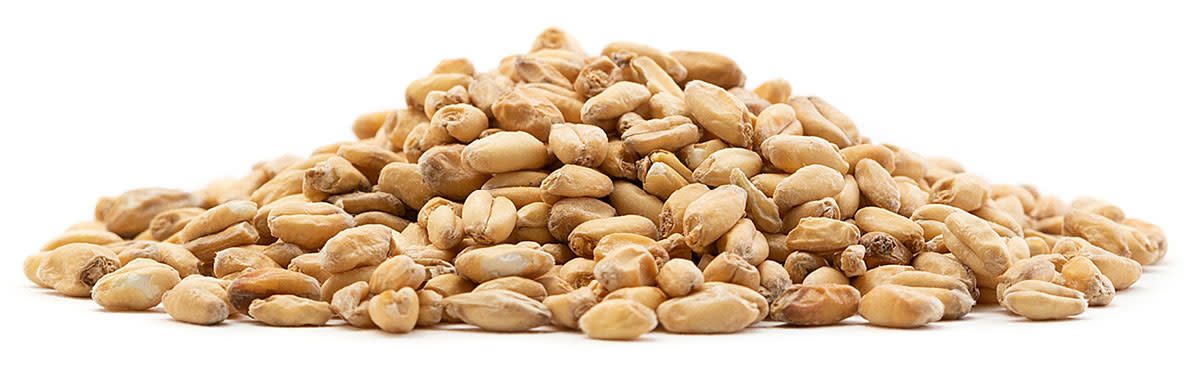 White-Wheat