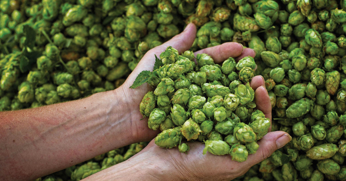 Hop Rice Noble Hops Cheat Sheet | Craft Beer & Brewing