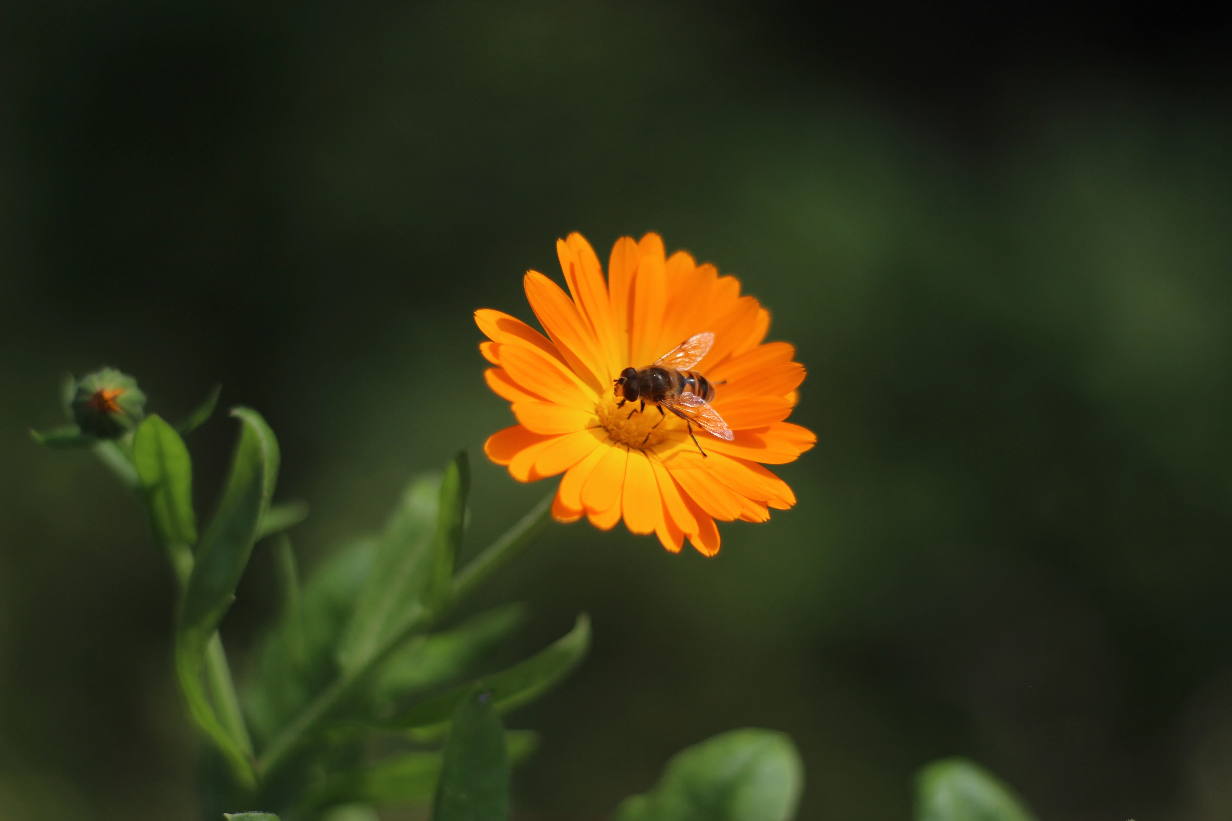 Picture of bee resting on a flower at City Plumbing