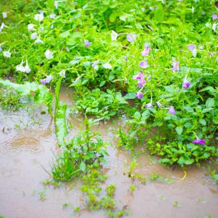 image of waterlogged garden at city plumbing