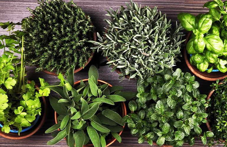como cultivar horta em casa