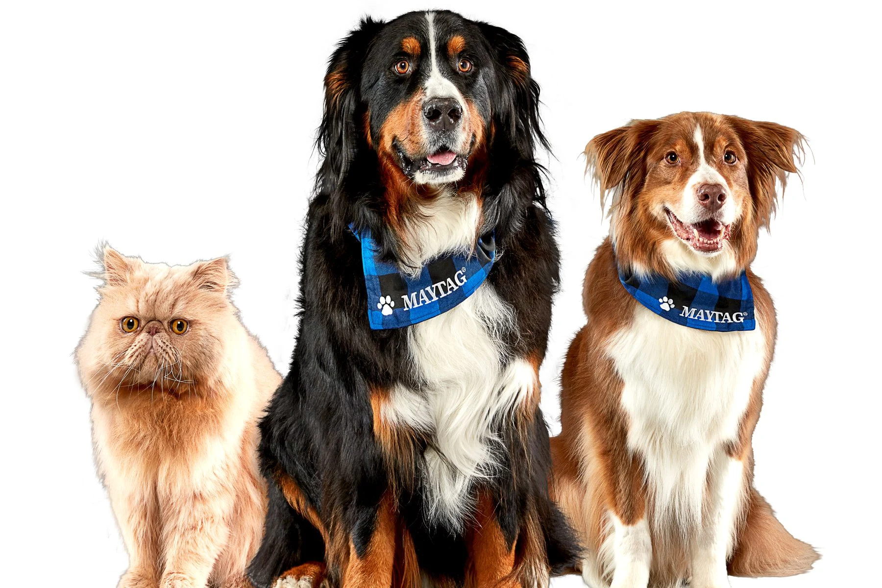 Perros y gato con pañoleta Maytag