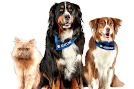 Cómo eliminar pelos, olores y manchas de gato de tu ropa con Maytag Pet Pro System