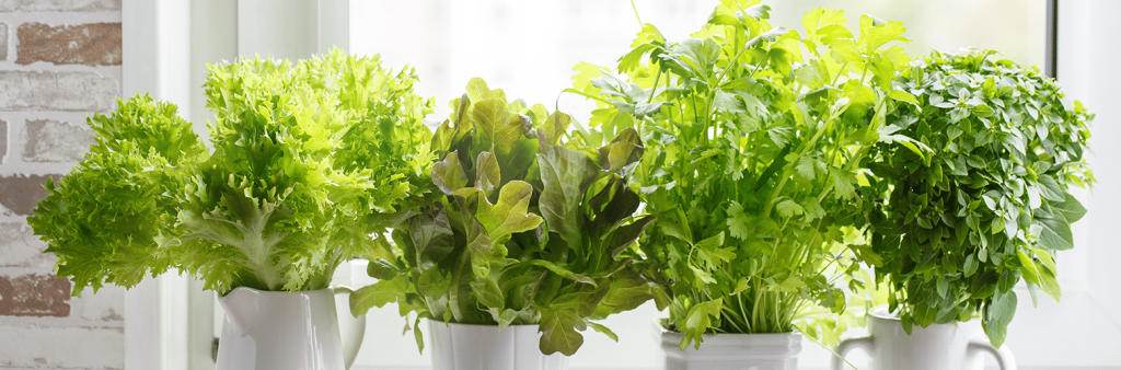 horta em casa