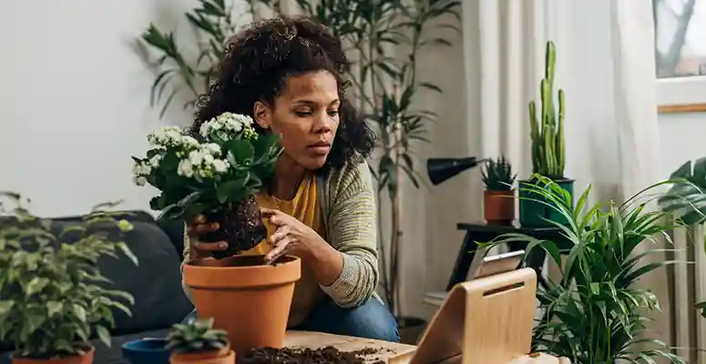 Plantas para apartamento: tudo que precisa saber