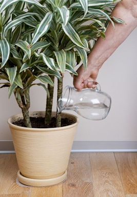Plantas para dentro de casa, quais os tipos ideais?