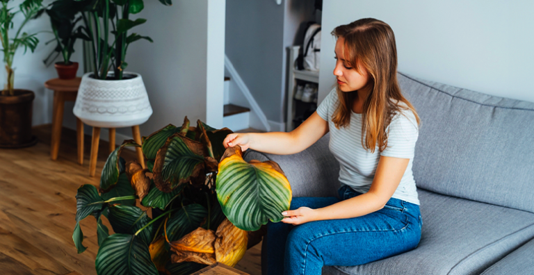 Dicas de cuidados com as plantas neste verão