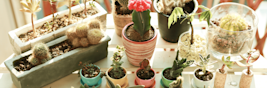 Plantas para ambientes fechados
