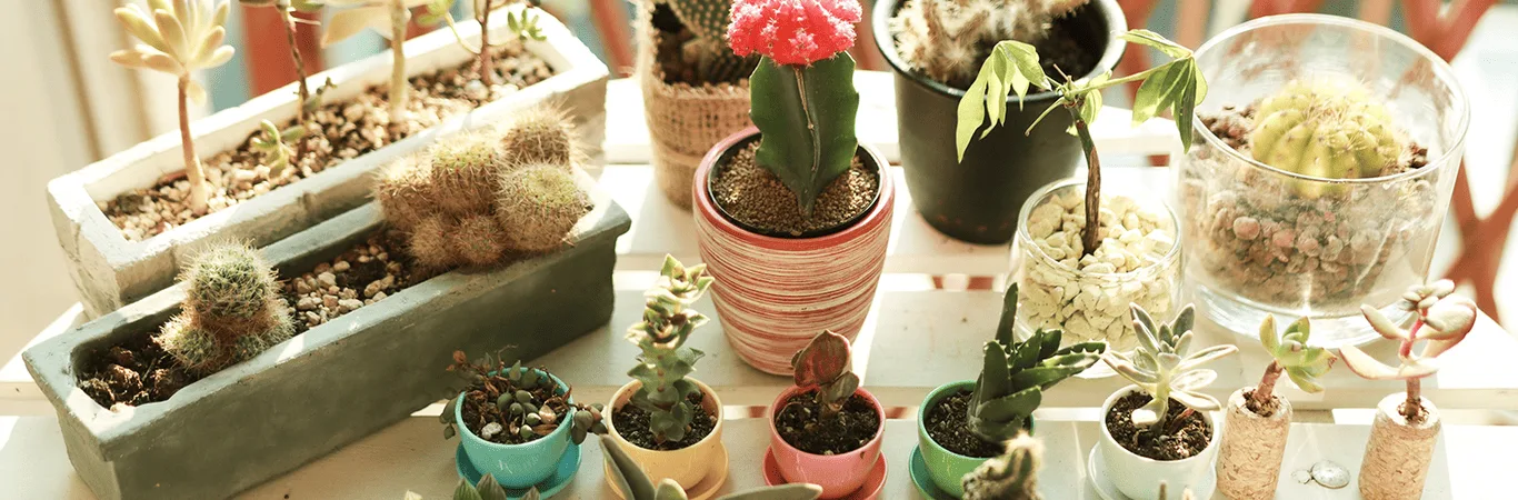 plantas_header