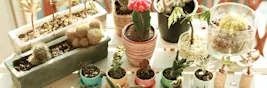 Plantas para ambientes fechados