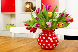 Dicas de como cuidar das plantas em casa
