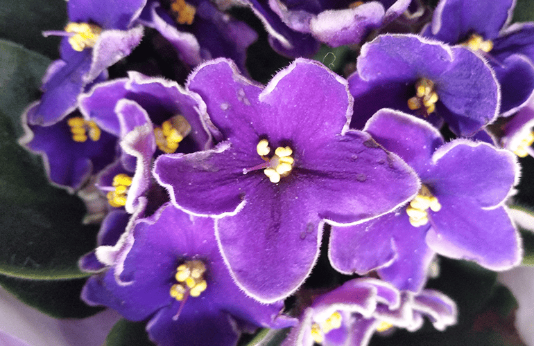 violeta