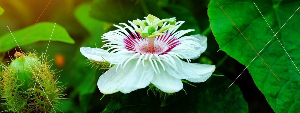 maracuja-flor