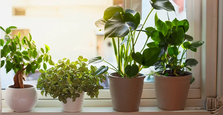 Dicas de cuidados com as plantas neste verão