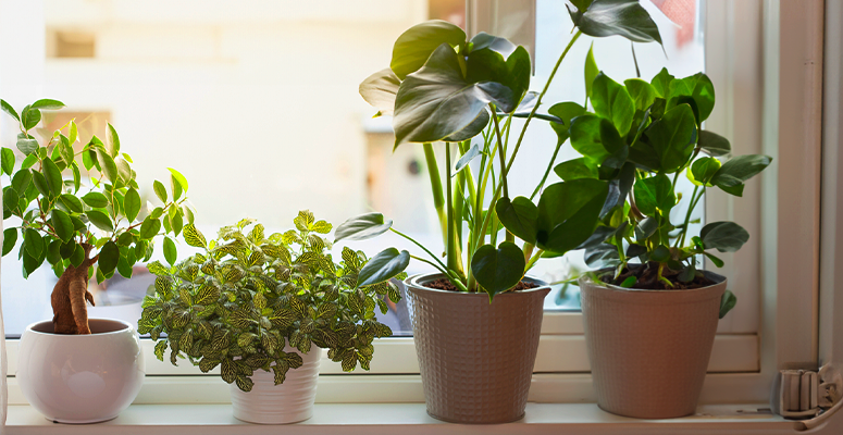 Dicas de cuidados com as plantas neste verão