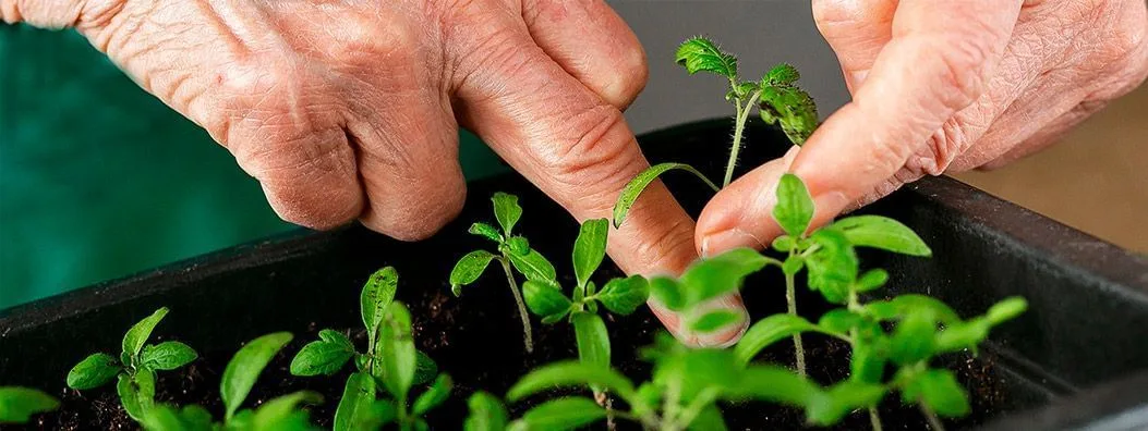 Horta-em-casa-Solo