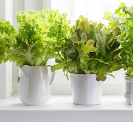 Horta em casa: Como ter a minha?