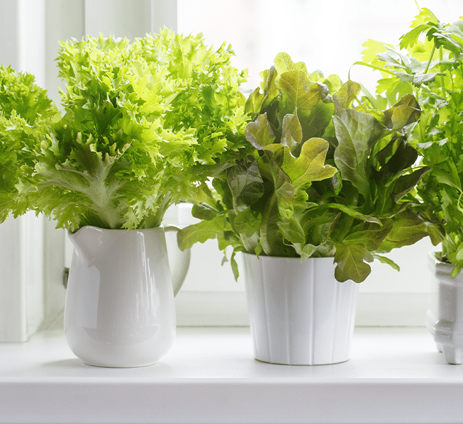 Horta em casa: Como ter a minha?