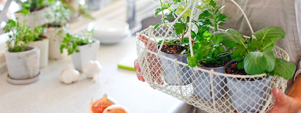 Horta-em-casa-O-que-Plantar