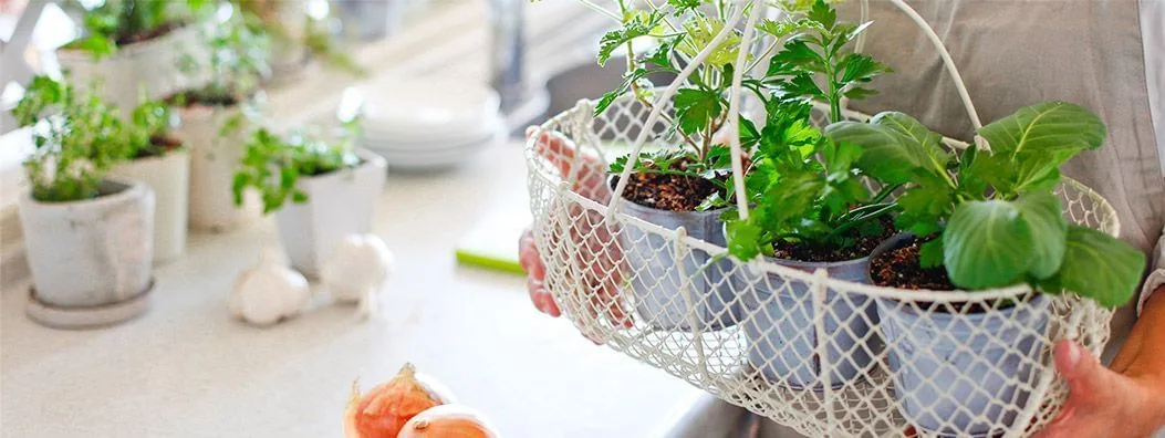 Horta-em-casa-O-que-Plantar
