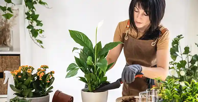 Plantas para apartamento: tudo que precisa saber