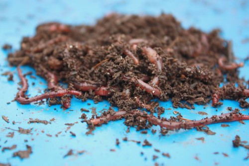 Transforme o lixo da cozinha em adubo para plantas
