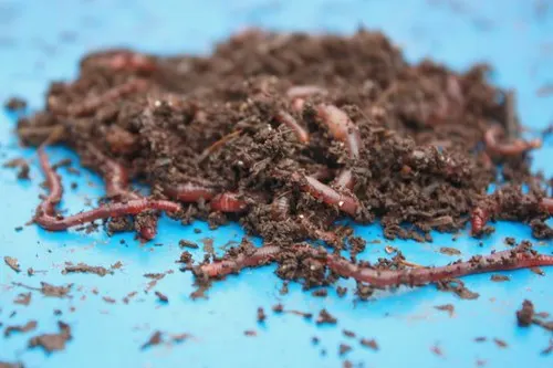 Transforme o lixo da cozinha em adubo para plantas