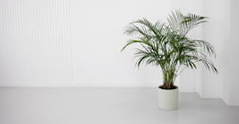 Areca-bambu