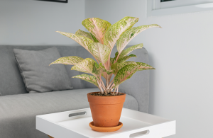 Plantas para ambientes fechados