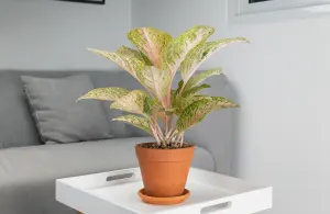 Plantas para ambientes fechados