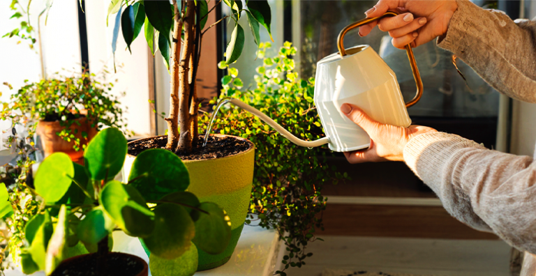 Dicas de cuidados com as plantas neste verão