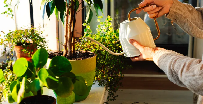 Dicas de cuidados com as plantas neste verão