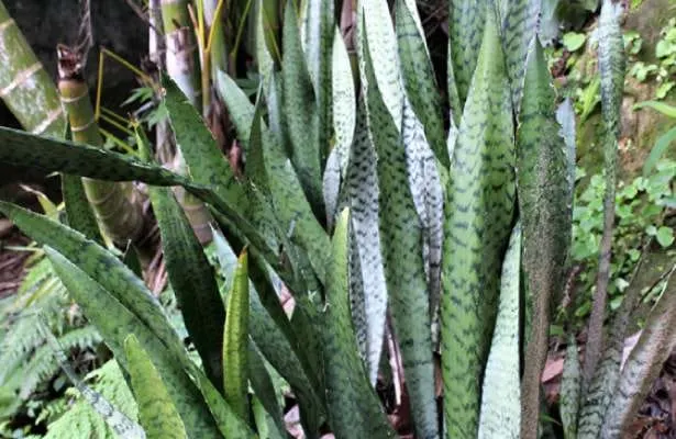 espada de sao jorge