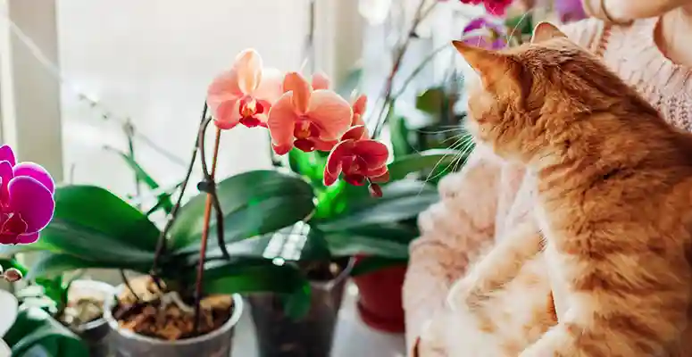 Plantas para apartamento: tudo que precisa saber