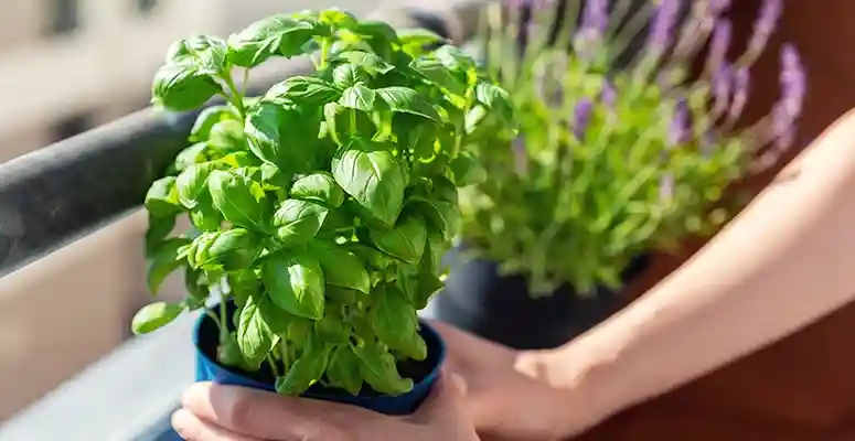 Plantas para apartamento: tudo que precisa saber