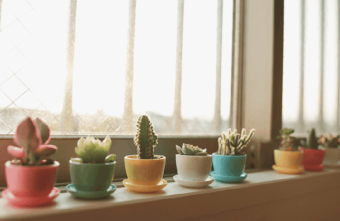 mini cactos