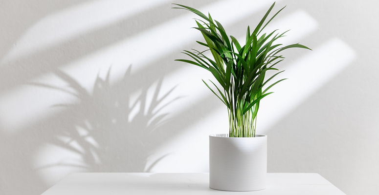 areca bambu