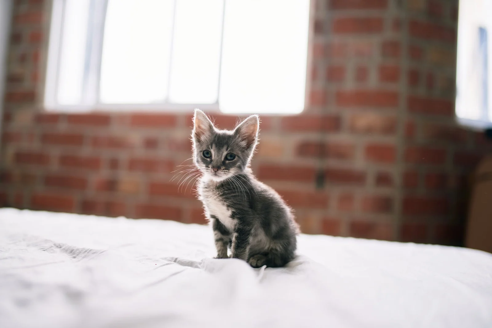 ¿Cómo cuidar la ropa de los pelos de tus mascotas?