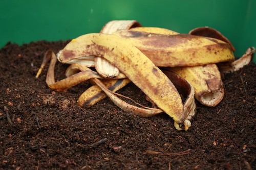 Transforme o lixo da cozinha em adubo para plantas