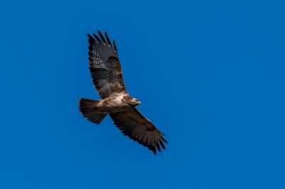 While walking around along the treeline around Ommen, I noticed this Common Buzzard circling overhead looking for its next meal. I managed to point my lens up and grab this shot as it looked down to find some preys. It didn't end up finding any small birds, but there were 6 buzzards in the air at the same time, so I'm sure one of them found a light snack! 