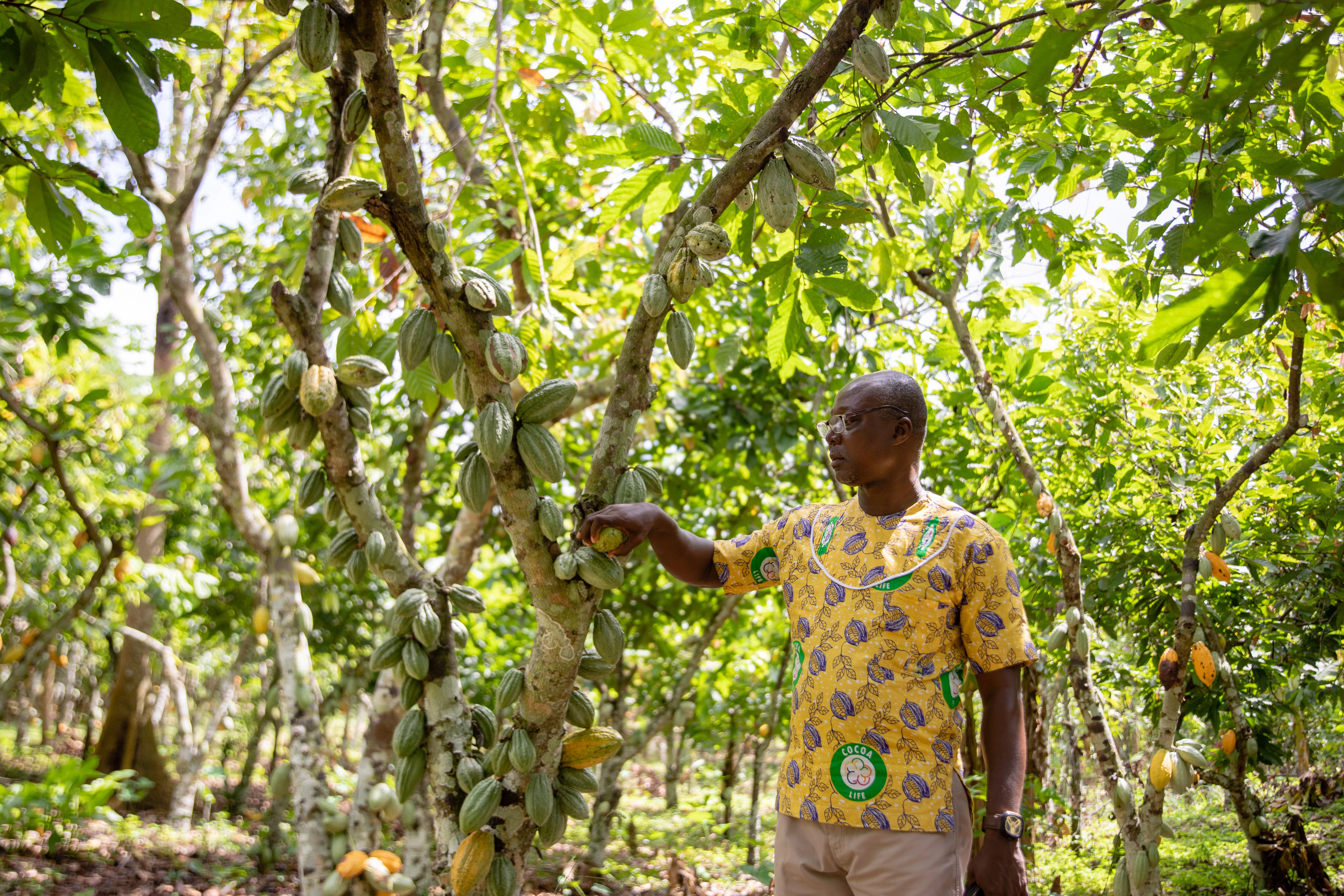 Un cacao durable et éthique par le retour des pratiques traditionnelles –  DAILY SCIENCE